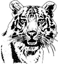 tiger_2.jpg